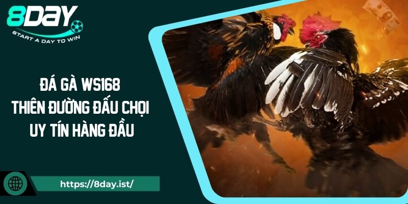 Đá gà WS168 – Thiên đường đấu chọi uy tín hàng đầu