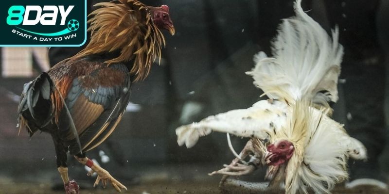 Hiểu rõ về gà đá đòn độc