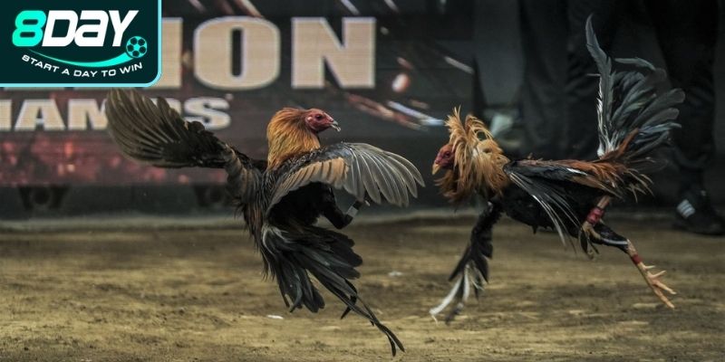 Gà đá đòn độc mé tấn công vào giác quan