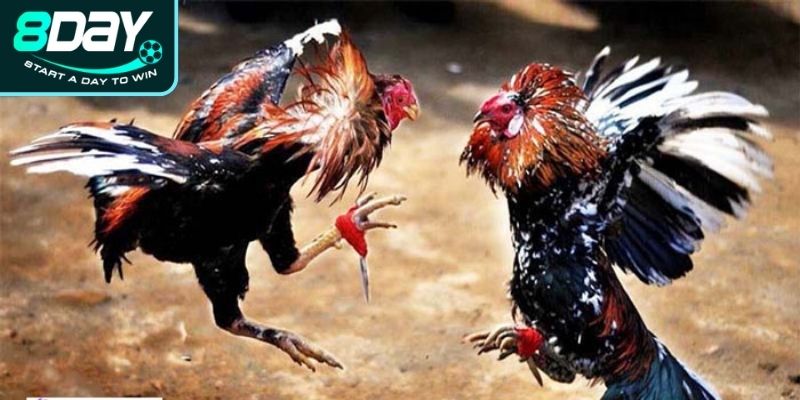 Tầm quan trọng của việc nắm vững luật đá gà tre