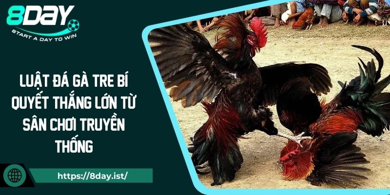 Luật Đá Gà Tre Bí Quyết Thắng Lớn Từ Sân Chơi Truyền Thống